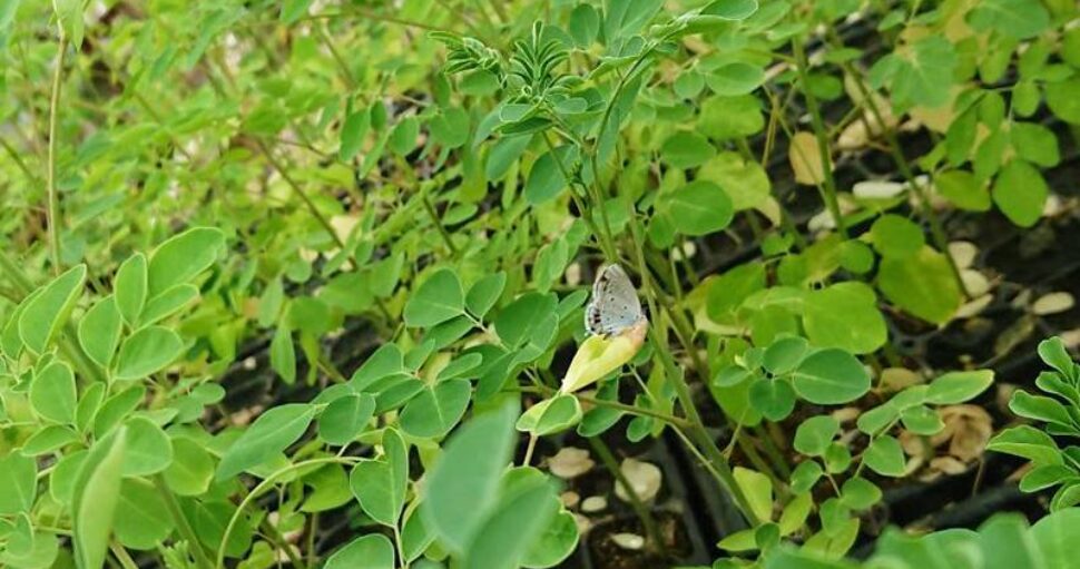 広く自由な農地（せかい）へ