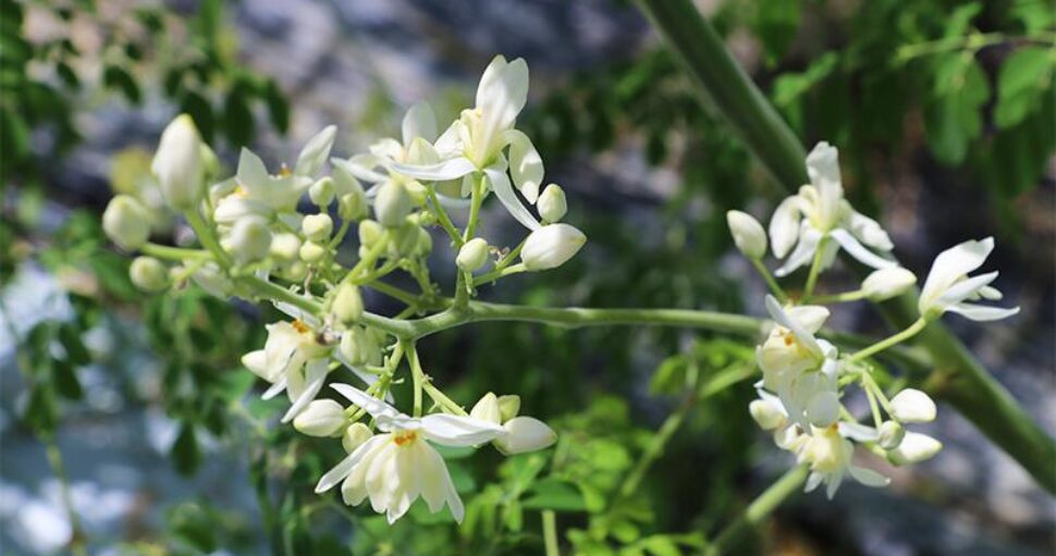 百花（モリンガ）の花言葉ご存知ですか？