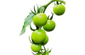 Green Cherry Tomato