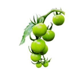 Green Cherry Tomato